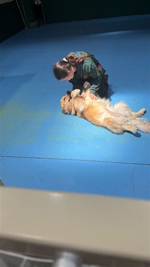 65 reactions · 9 comments | Nothing beats the bond we build with our daycare pups 李 #kiphappystays #dogdaycare #dogs #goldenretriever #dogcuddlesarethebestcuddles | Kip Hobart | Facebook