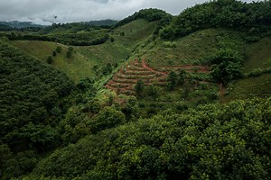 What is Afforestation?