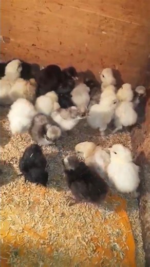 🐥 Cute Baby Chicks | Adorable Little Chickens 🐓"