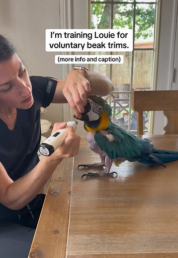 Training Louie for Voluntary Beak Trims