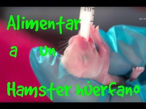 HAMSTERS: How to take care of orphaned hamsters