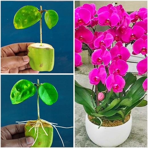 How to Grow Orchids from Stem Cuttings | Knowing this secret, you can propagate from any orchid | Rana Craft