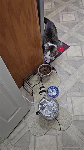 Cats on TikTok: Hilarious Moments