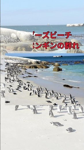 【南アフリカ】1分で巡るケープタウンの魅力 | ケープタウン観光ガイド#ケープタウン観光#旅行#海外#南部アフリカ