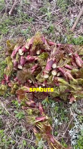 150K views · 1.4K reactions | Innovative Farming with Edible Tree Sprouts in China #SustainableFarming #EdiblePlants #HealthyEating #AgricultureInnovation #ChineseFarming | Agrofy | Facebook
