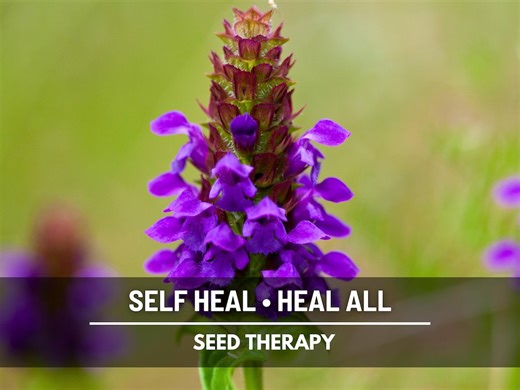 Self Heal Seeds (heal All, All Heal) – Heirloom Medicinal Herb, Purple Flowers, Wildflower, Non-gmo | 50 Seeds - Etsy