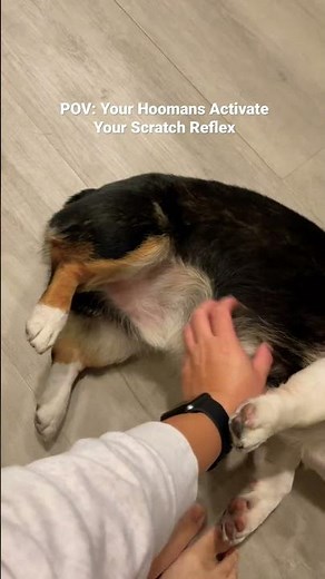 My Dog’s Scratch Reflex