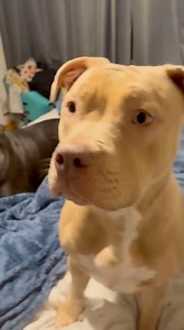 ‼️‼️COURTESY POST - URGENT - LOCATION 📍CT/MA BORDER Dog’s Name: Remi Gender: female Age: 8 months Weight: under 40 VERY GOOD WITH DOGS VERY GOOD WITH ALL HUMANS AND KIDS (lives in a home with 4 children) and does great Cat friendly? Friendly but may get excited by them Kid friendly? Yes I have 4 UTD on vaccinations? If yes- please send documentation: yes! Spayed/neutered? Not yet Town dog is currently in? Holyoke, Ma Knows commands? Sit Energy Level? Good Reason for Surrender: I have a very bad