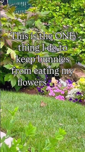 This is the ONE thing I do to keep rabbits from eating my flowers 🌸👇🏻
