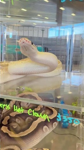 Ball Python Got Obsessed With This Tie-Dye Strip… 😂🐍