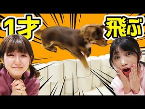 何段飛べる？愛犬とトイレットペーパーチャレンジで限界に挑戦！【チワックス ぷんた】toilet paper challenge