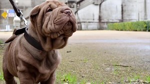 46 reactions | Puppy School is Online! Don’t delay your puppies learning and training. We have been teaching our classes online during lockdown via Zoom. Check out what our clients have learnt in the last couple of weeks. Bonus of online classes, low distraction, whole family can attend and no need to wear a mask in your own home! You can be located anywhere to attend as long as you have an internet connection. Get in touch today!! | Amy's Puppy Pre School | Facebook