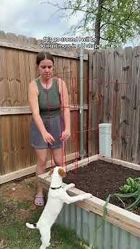 planting pinto beans using the pintos that I grew/harvested/dried last year! 🌱🫘 #gardeningtips