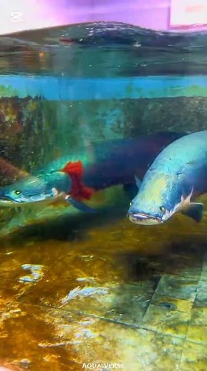 Feeding My Arapaima by Hand 🐟🔥 | Educational Aquarium Moment! #USA #UK #shortsfeed #viralshort