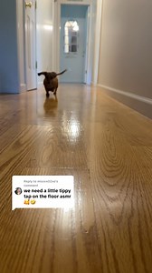 Tippy tap loop-de-loop #asmr #dachshund #minidachshund | The Ginger Tray Co | Facebook