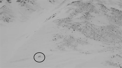 Video: Polar bear cub emerges from mom's den for the first time in rare footage