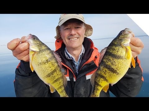 Jumbo perch overload! Using the simple Stingnose jigging spoons