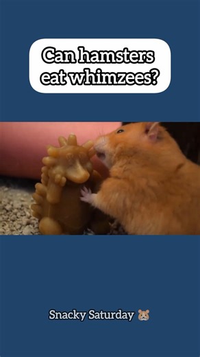 Can Hamsters eat Whimzees? | Snacky Saturday 🐹