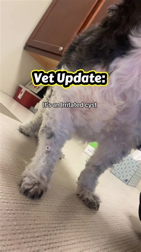 Replying to @Charlotte & Winnie 🐩🐾 the vet said it’s likely a cyst that became inflamed/angry and they gave her an antibiotic shot, ointment, and me a $300 bill 🥲 #shitzu #cyst #vetupdate