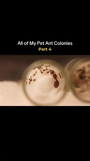 Big-headed ants, one of my favorite small ants in my ant room! (Full video on YT: Ender Ants)