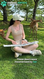 37K views · 1.1K reactions | Her beautiful song mesmerised these wild deer!  | Animal Antics | Facebook