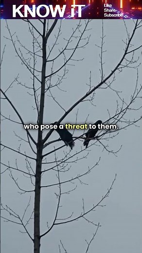 Are Crows Intelligent Birds?