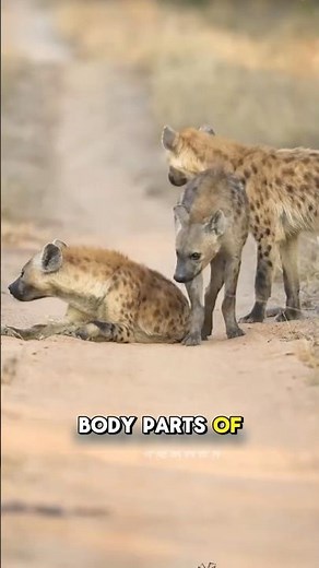 THIS AFRICAN HYENA PREDATOR CAN BE A PET? UNBELIEVABLE!