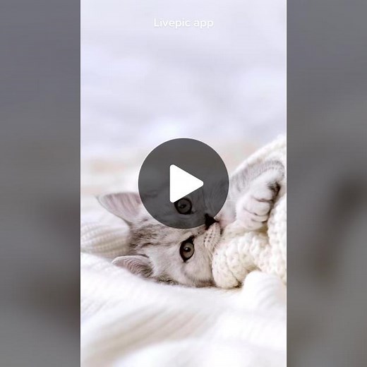 Cute live wallpaper: link in bio 😻 #cutelivewallpapper #catwallpaper #livewallpaper