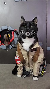 253K views · 15K reactions | If there's somethin' strange in your neighborhood... #Ghostbusters #Halloween | Cat Cosplay | Facebook