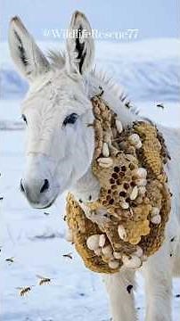 Arctic Donkey Rescue: Educational Documentary on Winter Animal Survival & Emergency Care