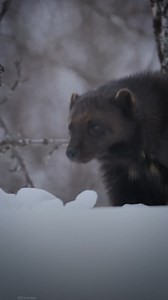 Get familiar with the largest member of the weasel family, the wolverine. This grumpy, broad-headed, uniquely scented animal can be a bit aggressive but is a surprisingly good dancer. #Underdogs #DeadpoolAndWolverine | Marvel