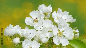 Pear blossom in spring for background. Branch with white flowers in spring bloom. Close up.