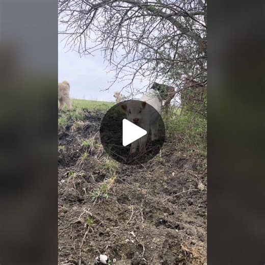 Highland Cattle Adventures: Calf Exploring the Pasture