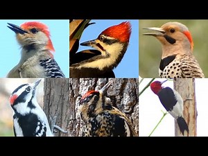 Woodpecker Call / Song / Sounds & Behavior | Bird