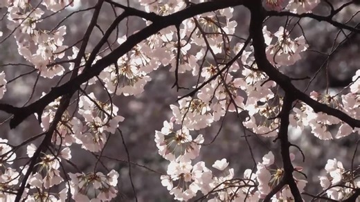 2026 National Cherry Blossom Festival: The big events you don’t want to miss