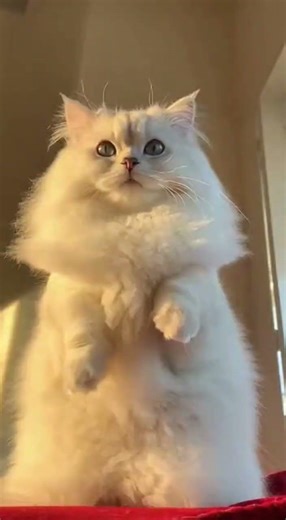 The Boop That Broke The Universe 😂👆🐽