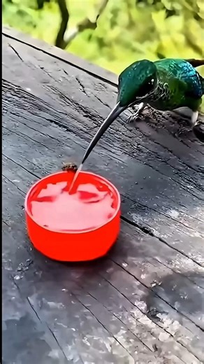 Hummingbird's Secret: Pani Peene's Shocking Science 😱