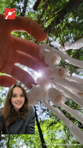 This ghostly white plant doesn’t need sunlight to survive! 🌱👻 Known as the Ghost pipe, this plant connects to a hidden underground network of fungi and tree roots, pulling nutrients from the forest’s shared resources. Now, scientists are investigating its rumored pain-relieving properties and what Indigenous knowledge may have known for generations. #GhostPipe #Plants #Biology #Environment #Science | Museum of Science, Boston
