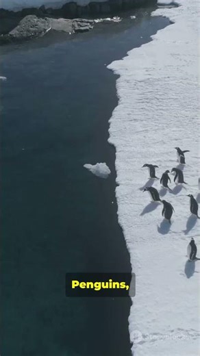 🌍 Antarctica: The Icy Continent with Zero Population 🐧❄️ #facts #cosmicexploration #spaceexploration