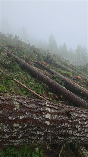 Mitch Zenobi on Instagram: "Organic bunker busters. #mitchzenobitrees #treework #treeservice #treelife #trees #treecutting #timberfaller #logger #logging #arborist #arboristsofinstagram #treesurgeon #logger1988 #pnw #reel #reels #shorts #video #educational #work #axe #ax #lumberjack #chainsaw #stihl #husqvarna"