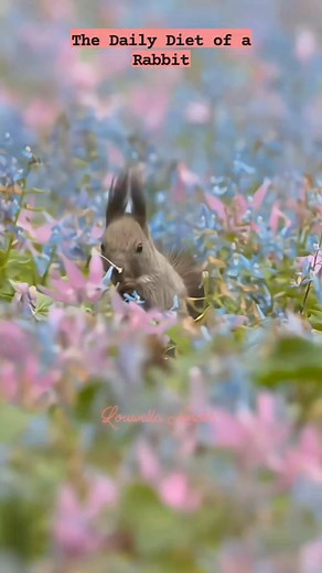 "Nibble & Crunch: The Eating Habits of Rabbits"🐿️🐿️🐿️ #cute #rabbitlife #animallover #reelschallenge #reelsviralシ #reelsviralシfb #reelsfb #reelsfypシ | Louwella Andes