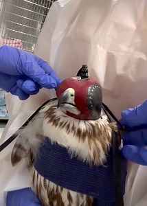 Falconry hoods play an important role in rehab to help keep stressed patients calm while we have to care for their injuries. This red tailed hawk has an injured wing that requires wrapping, and he absolutely wanted no part in our assistance to stabilize his wing. The hood calmed him down and allowed us to work more quickly to get his wing all wrapped! The purpose of a falconry hood is to calm a bird. Hawks respond to visual stimuli and hooding them can minimize the stress of medical procedures t