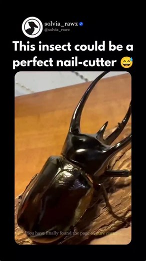 Solvia Origin | "Meet the Atlas beetle — one of the strongest insects on Earth 🪲" - Atlas beetle (Chalcosoma atlas) is a giant rhinoceros beetle native... | Instagram