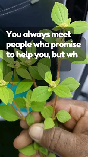 You always meet people who promise to help you, but who never keep their promises. Go to the bush and look for that leaf, DO AS I SAY...  | Blossom & Thrive Hacks | Facebook