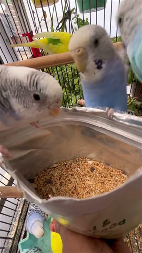 Day-432My Budgies Are Loving This Food! 🐦💚 | Pifur Budgie Food Review #Budgies #BudgieFood #Pifur