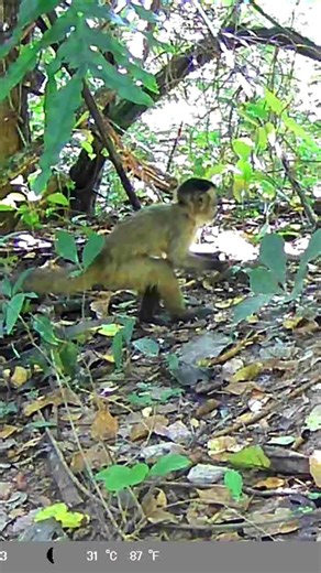 INTELIGÊNCIA PURA: Macaco-Prego em ação na mata! 🐒 Capuchin Monkey Intelligence