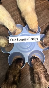 Our soupies recipe is very simple. It consists of Stella & Chewy’s freeze dried raw Duck Duck Goose (for cats), a few tablespoons of the Dook soup from @thepamperedferret, a few squirts of pickled ferret juice from @pickledferret and warm water. My ferrets eat soupies a couple times a week. I use it as more of a treat and they love it. If you’re having a hard time getting your ferrets to try the soup, a great trick is to give it to them on a metal spoon. Eventually you should be able to take the