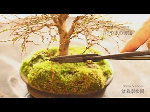 How to Keyaki Zentei