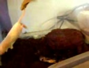 スネークバイト！