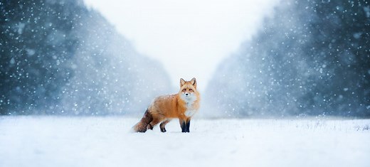 46 Amazing Fox Facts You'll Love | FactRetriever.com